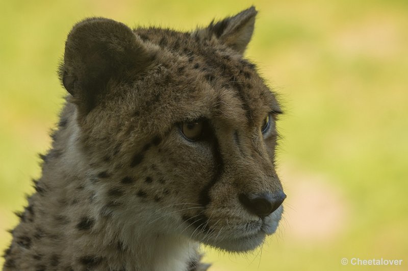 _DSC4849kopie.JPG - Zoo Parc Overloon