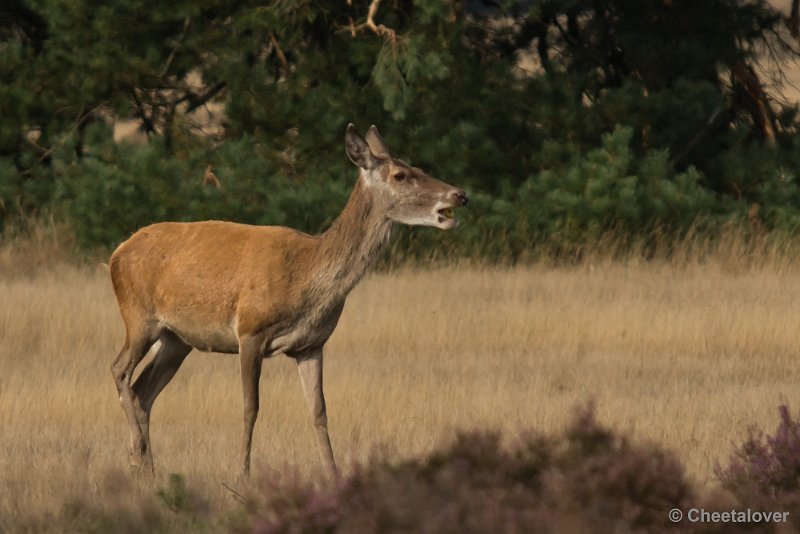_DSC0449.JPG - Park de Hoge Veluwe