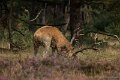 _DSC0340