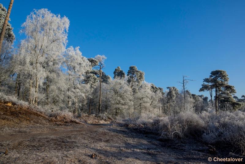_DSC0017.JPG - Oisterwijkse Vennen en Plassen in een wintersfeertje