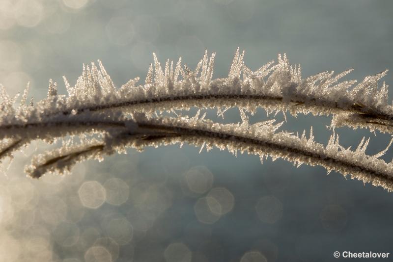 _DSC0030.JPG - Oisterwijkse Vennen en Plassen in een wintersfeertje