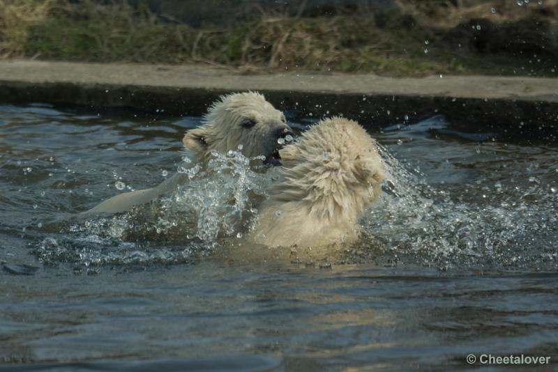 _DSC0290.JPG - Dierenrijk