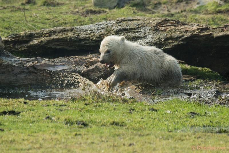 _DSC0389.JPG - Dierenrijk