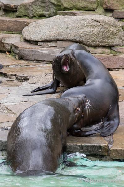 _DSC0186.JPG - Dortmund Zoo