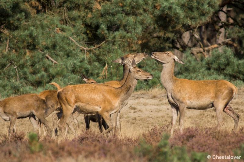 _DSC0175.JPG - Nationaal Park De Hoge Veluwe