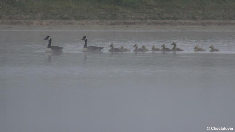 _DSC0014.JPG - Canadese Gans met 9 kuikens