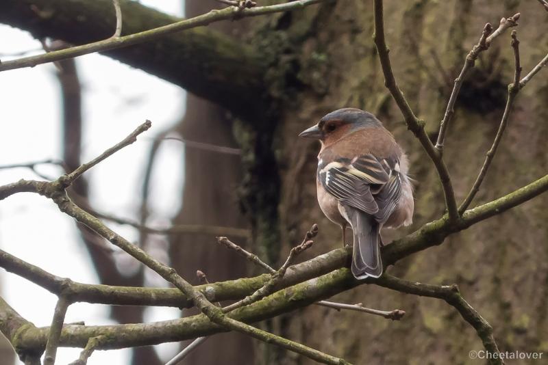 P1380385.JPG - 2018-03-11 Loonse en Drunense Duinen