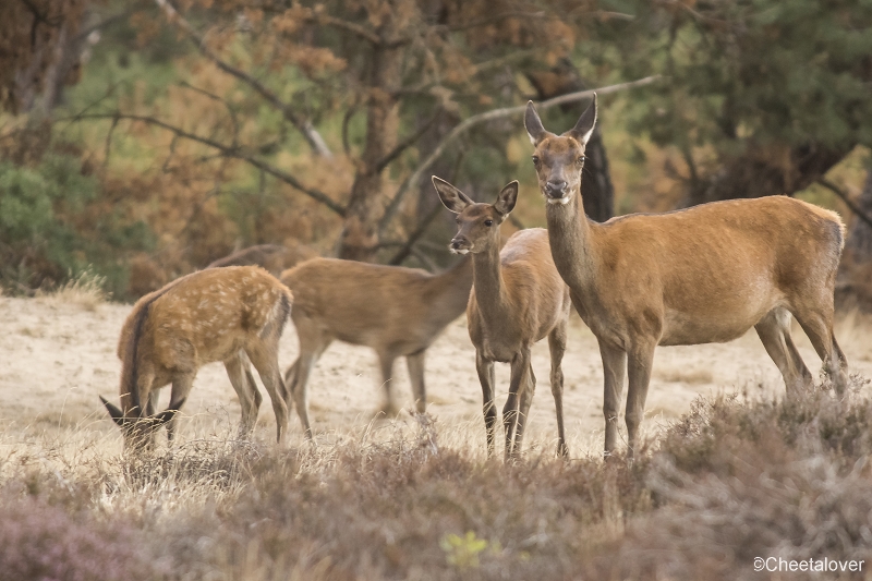 _DSC0365.JPG - Nationaal Park de Hoge Veluwe