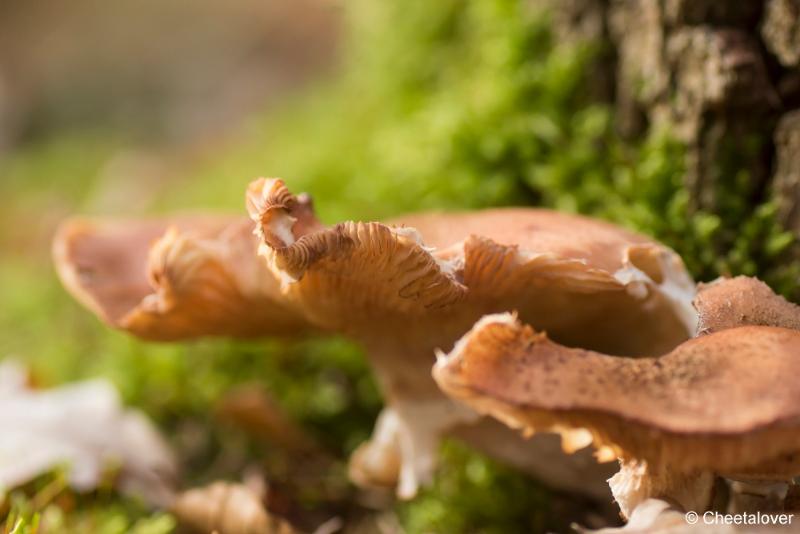 _DSC0133.JPG - Paddestoelen in Herbertus bossen