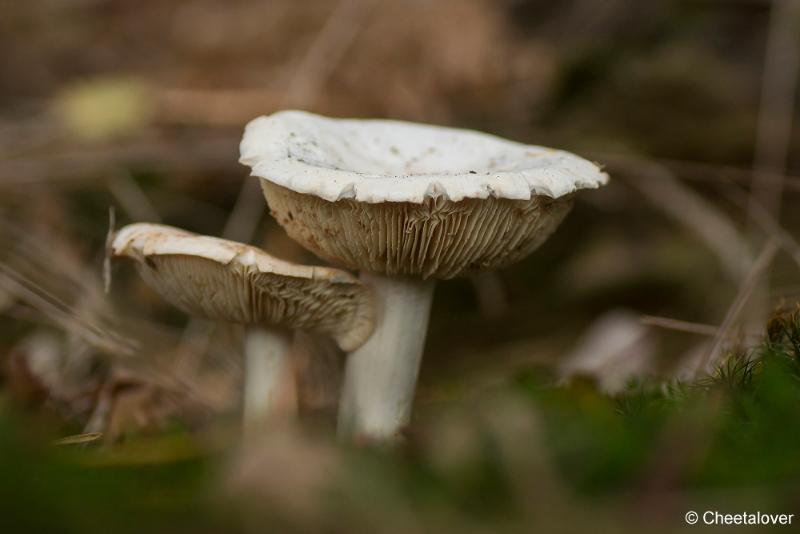 _DSC0140.JPG - Paddestoelen in Herbertus bossen