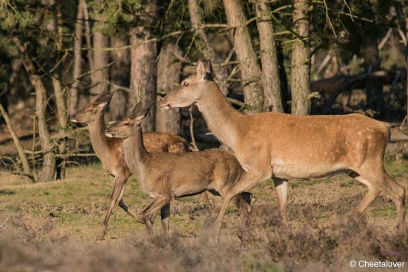 DSC01217.JPG - Nationaal Park de Hoge Veluwe