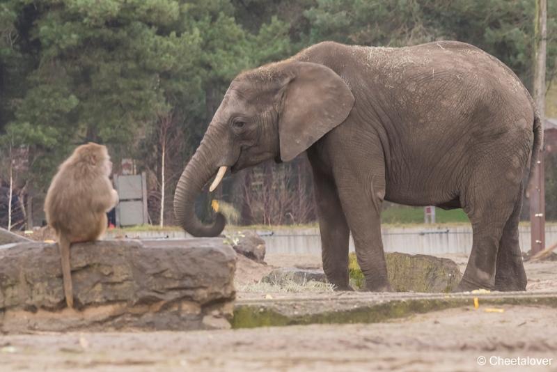 DSC00255.JPG - Safaripark Beekse Bergen Kerstdiner