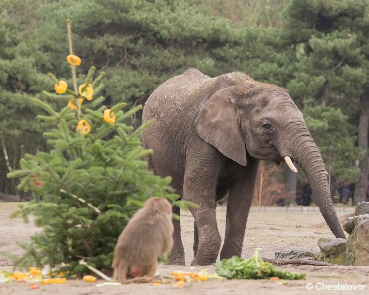 DSC00260.JPG - Safaripark Beekse Bergen Kerstdiner