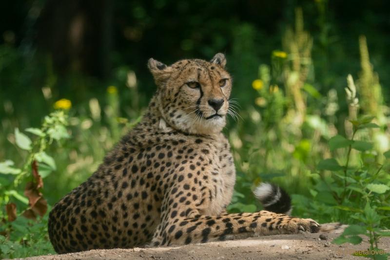 DSC00567.JPG - Burger's Zoo