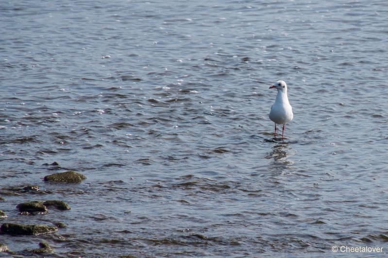 DSC00117.JPG - Molenplas