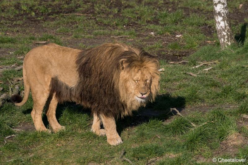 DSC00010.JPG - Safaripark Beekse Bergen