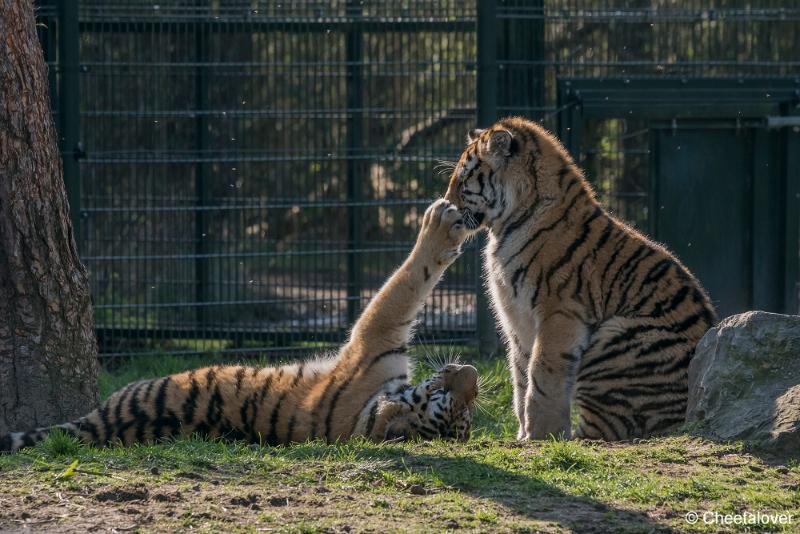 DSC00061.JPG - Safaripark Beekse Bergen