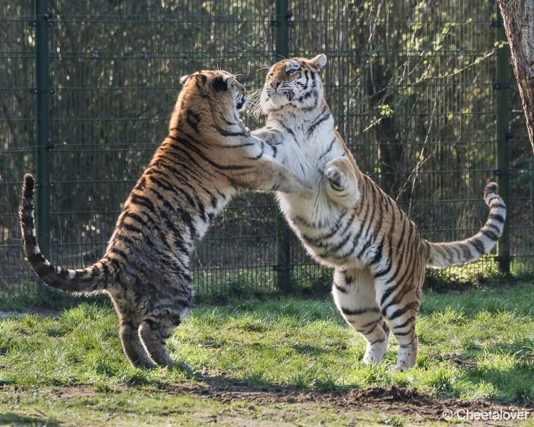 DSC00186.JPG - Safaripark Beekse Bergen