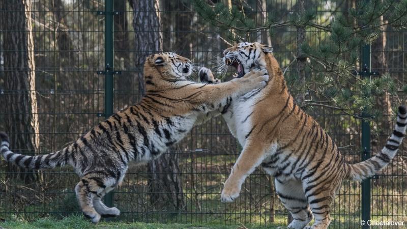 DSC00375.JPG - Safaripark Beekse Bergen