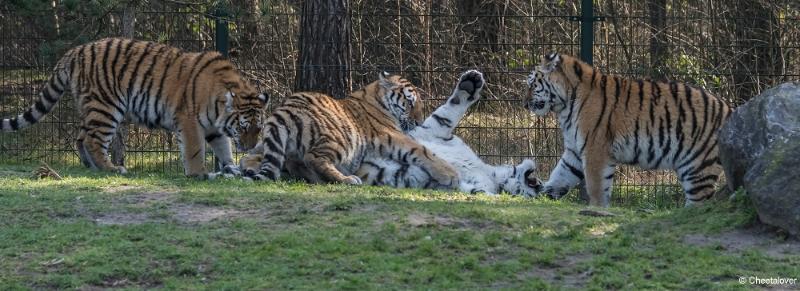 DSC00397.JPG - Safaripark Beekse Bergen