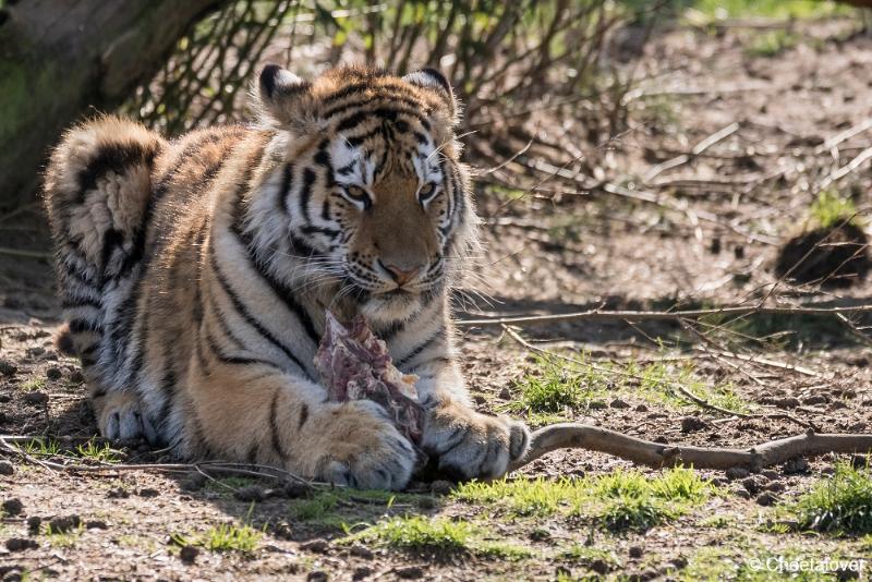 DSC00458.JPG - Safaripark Beekse Bergen