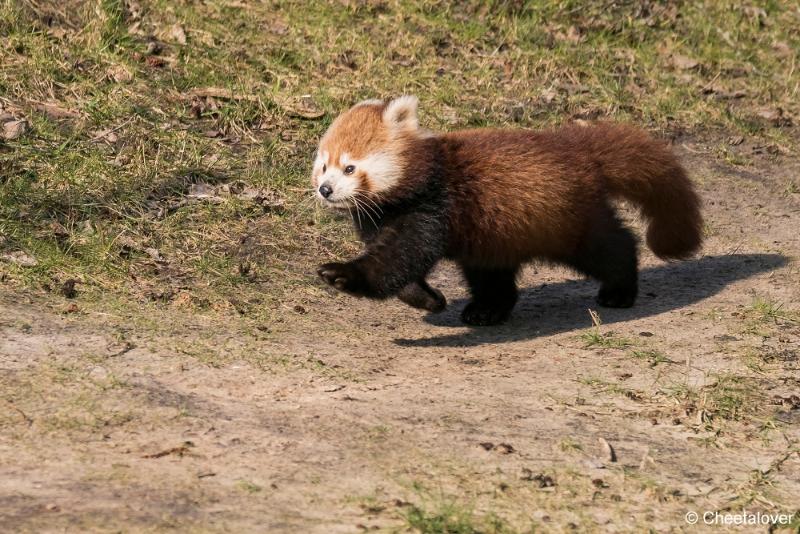 DSC00525.JPG - Safaripark Beekse Bergen