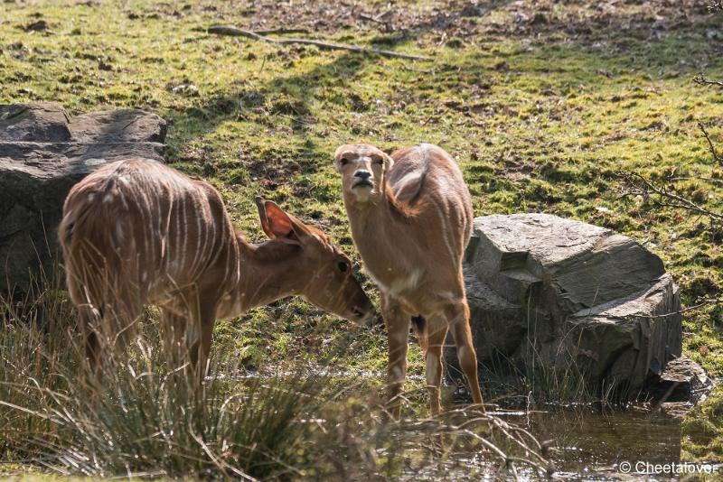 DSC00699.JPG - Safaripark Beekse Bergen