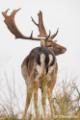 Amsterdamse Waterleiding Duinen