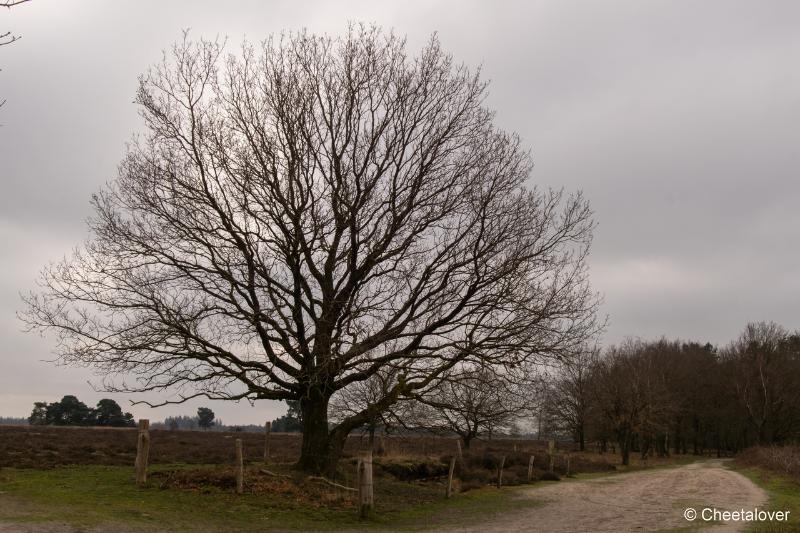 DSC00088.JPG - Regte Heide en Riels Hoefke