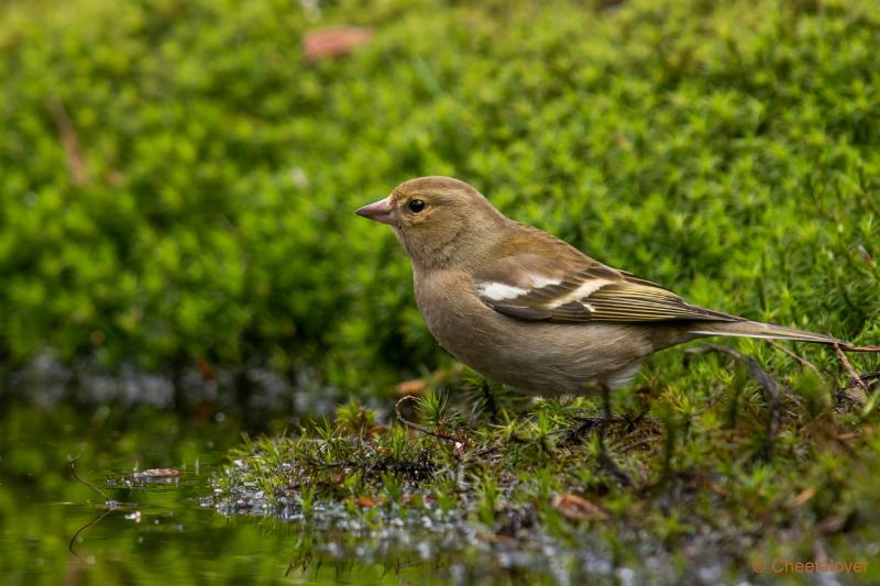 DSC00714.JPG - Vink