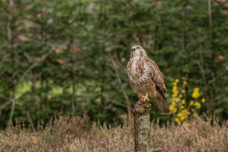 DSC01099.JPG - Buizerd