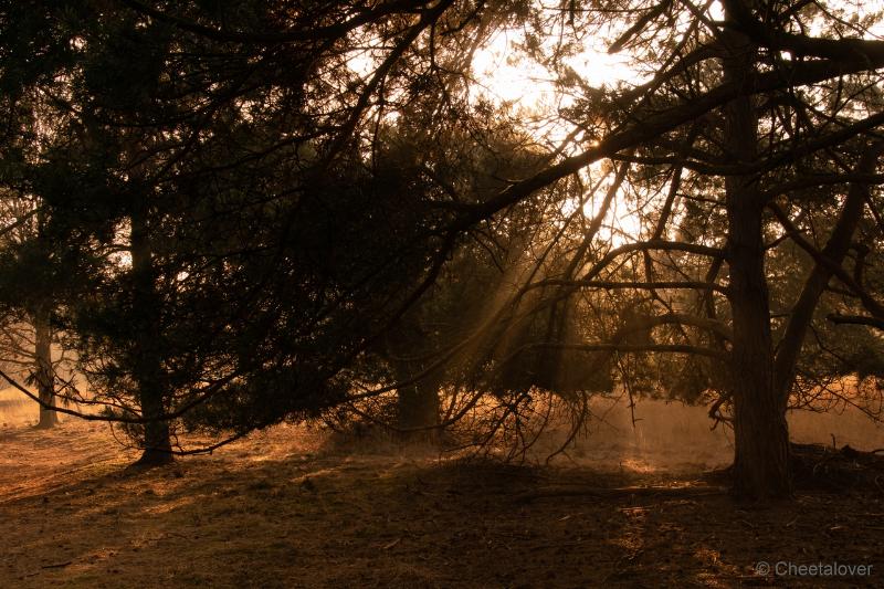 DSC00106.JPG - Zonsopkomst Regte Heide aan Rielse Dijk