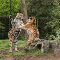 Safaripark Beekse Bergen