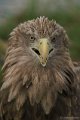 De Valk Roofvogels
