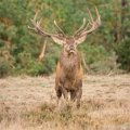 Park de Hoge Veluwe