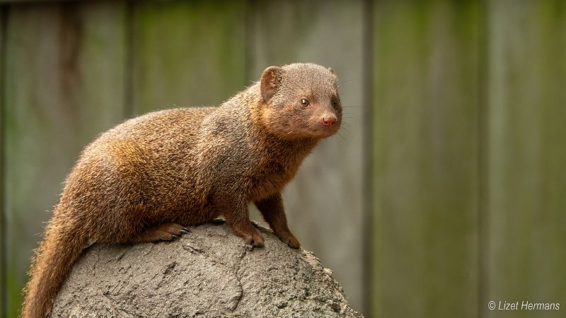_DSC0166.JPG - Dierenpark ZieZoo