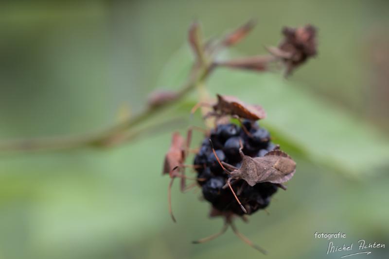 macro-Immenhof-6092.jpg - Immenhof 2018