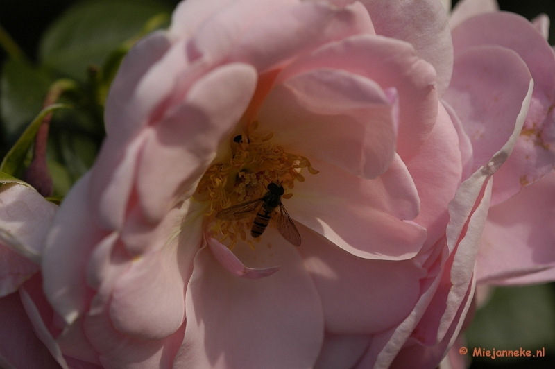 _DSC4648.JPG - Close up