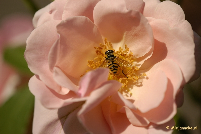 _DSC4672.JPG - Close up