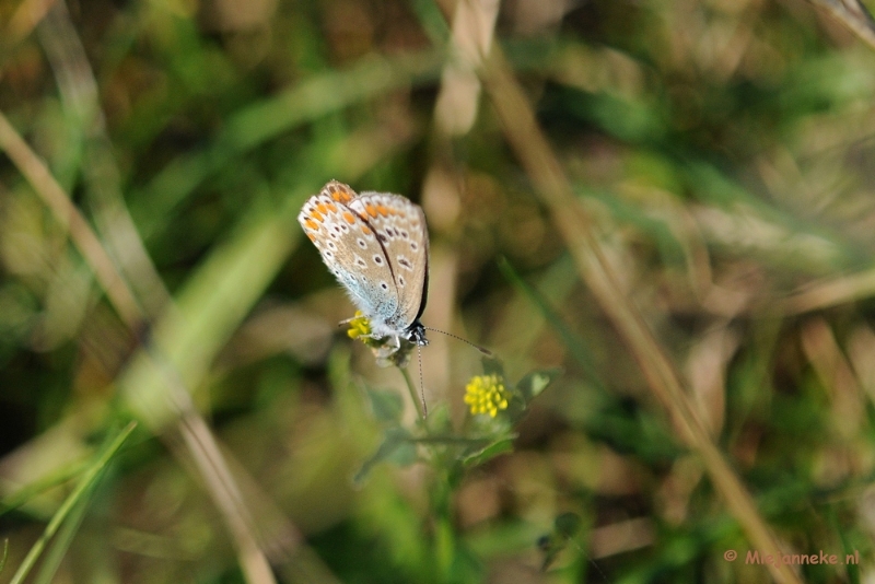 DSC_6905a.JPG - Kleine vlinders.