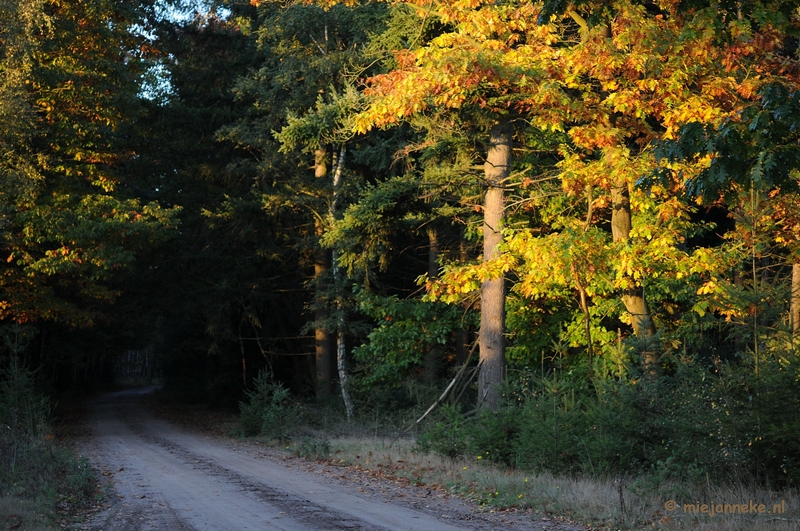 DSC_4449.JPG - Leenderheide