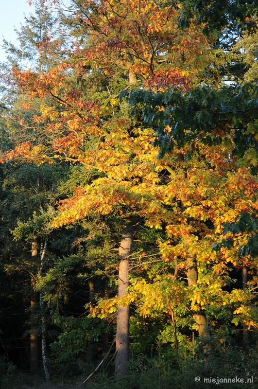 DSC_4450.JPG - Leenderheide