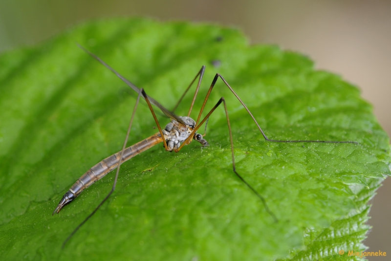 _DSC2017a.JPG - Close up