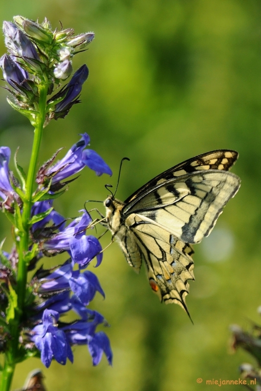 DSC_0359.JPG - Natuurtuin t Loo