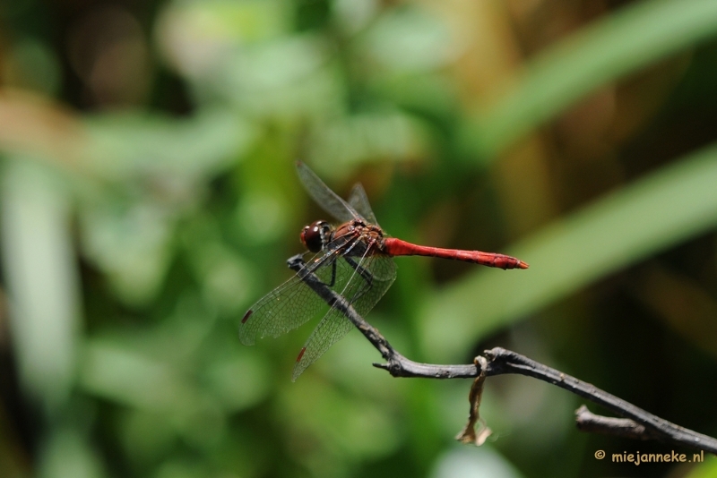 DSC_0573.JPG - Natuurtuin t Loo