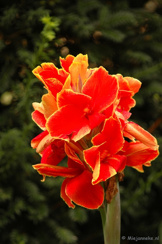 DSC_5117.JPG - Arcen Festival Les Cannas