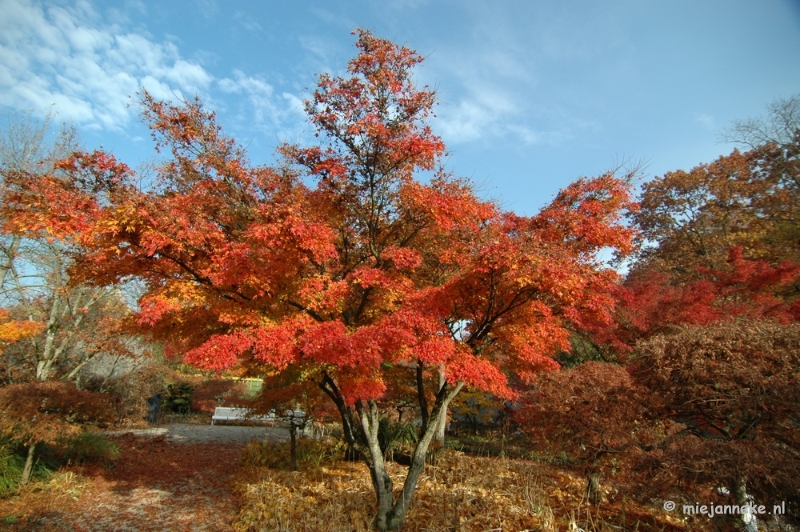 DSC_6344.JPG - Herfst in Arcen 2