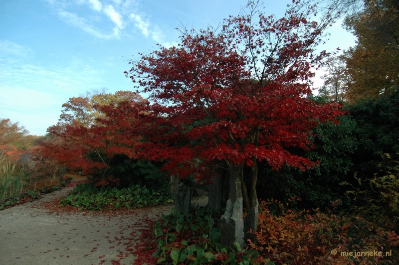 DSC_6374.JPG - Herfst in Arcen 2