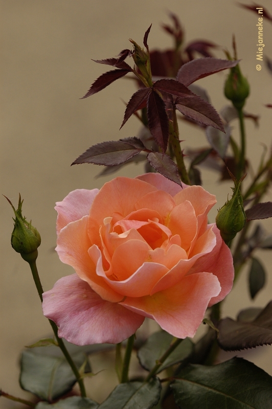 _DSC5215.JPG - De laatste rozen