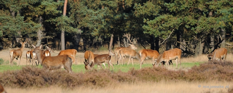 DSC_3362.JPG - De hoge Veluwe